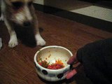 Jack Russell Terrier Citta Eats His Meal