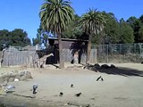 Oakland zoo giraffes in barren enclosure