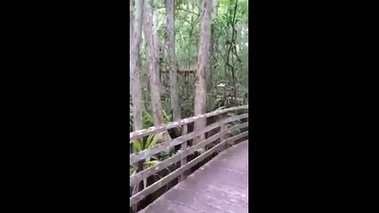 WOMAN FILMS CLOSE ENCOUNTER WITH FLORIDA PANTHER DURING NATURE WALK
