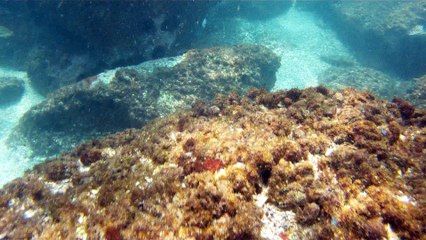 Convite ao Pedal solidário nos mares do Sul e do Norte, RJ e SP, mergulhando e  convidando a todos,  Ubatuba, SP, Brasil, 2016