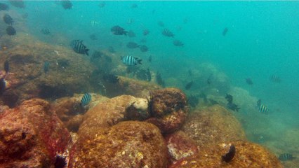 Convite ao Pedal solidário nos mares do Sul e do Norte, RJ e SP, mergulhando e  convidando a todos,  Ubatuba, SP, Brasil, 2016