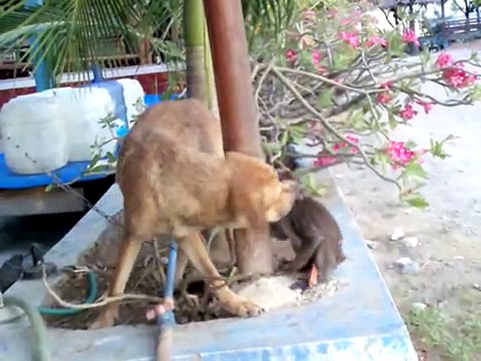 Monkey fighting dog.3gp