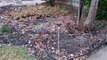 W Garden Update March 2016 1 Front Yard