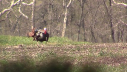 Opening Day Hunt for a Kansas Turkey