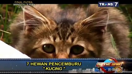 On The Spot Trans 7 Terbaru   7 Hewan Pencemburu