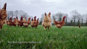 Free Range Eggs | Waitrose TV Ad