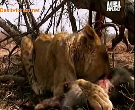 Animal Planet Safari 23rd June 2014 Video Watch Online Pt3