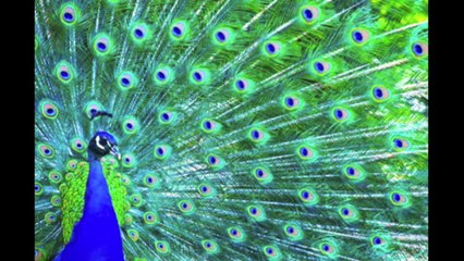 30 minutes of Kids Songs - Kids Music - Kids Video - Half Hour - Silly Bus - Children's Songs