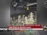 Huge illegal pot operation busted