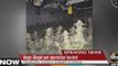 Huge illegal pot operation busted