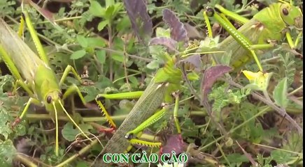 CON CÀO CÀO REMIX - NHẠC SÔI ĐỘNG TẶNG BÉ