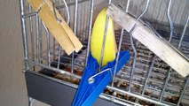Cria de canarios 2016 primeros canarios destetados