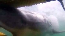 Большая белая акула врезается в клетку с водолазами в Южной Африке