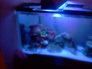 my 29 gallon saltwater fish only tank 3