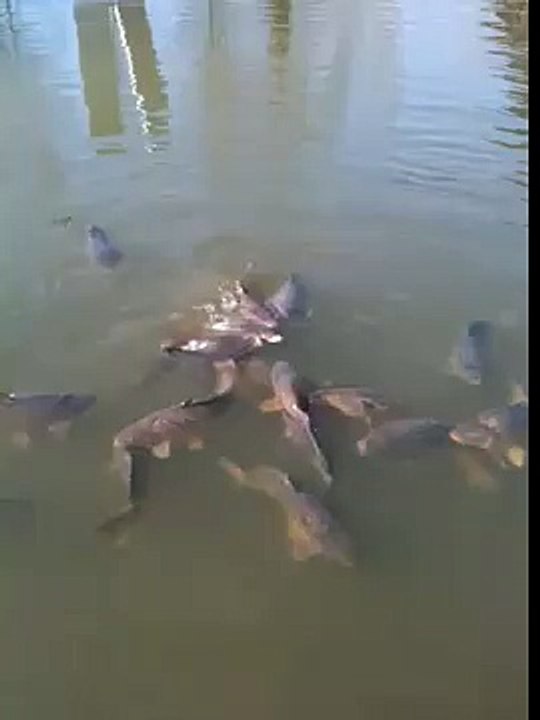 Karpfen beim Futtern Teil 2