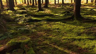 Time-lapse  -  Forest of Dean 01