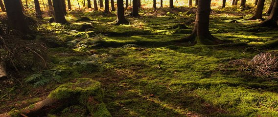 Time-lapse  -  Forest of Dean 01