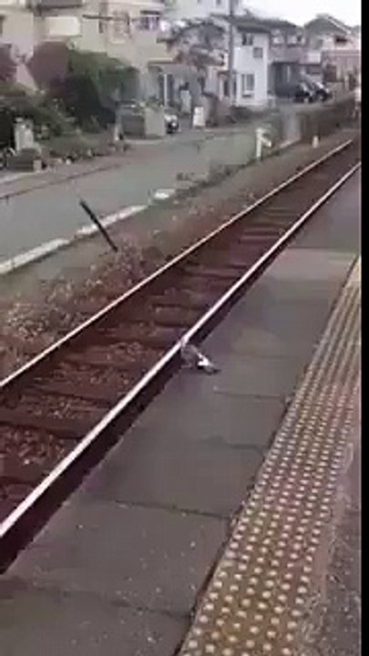 Today I am too lazy to fly, give me a lift!!