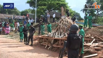Six tons of ivory publicly burnt in Cameroon