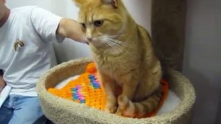ADOPTED*** JETER is a 2 year old beautiful orange cat who recovered from being hit by car