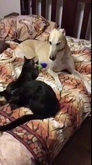 Cet ancien lévrier de course n'a plus qu'une envie : faire des câlins à une chatte aveugle et abandonnée.