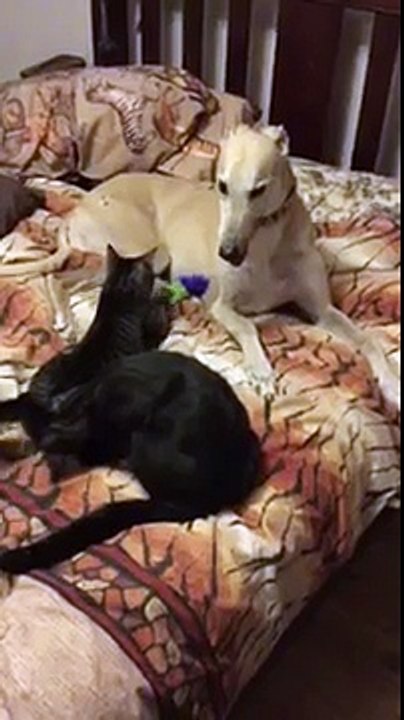 Cet ancien lévrier de course n'a plus qu'une envie : faire des câlins à une chatte aveugle et abandonnée.