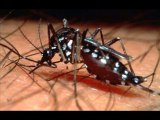 Dengue Mosquito | Treatment For Dengue Fever | Dengue Fever History | Dengue Infection Video 1