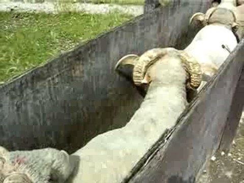 Bergerie Nationale de Rambouillet