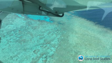 La Gran Barrera de Arrecifes, amenazada por el blanqueo