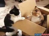 pelea de gatos