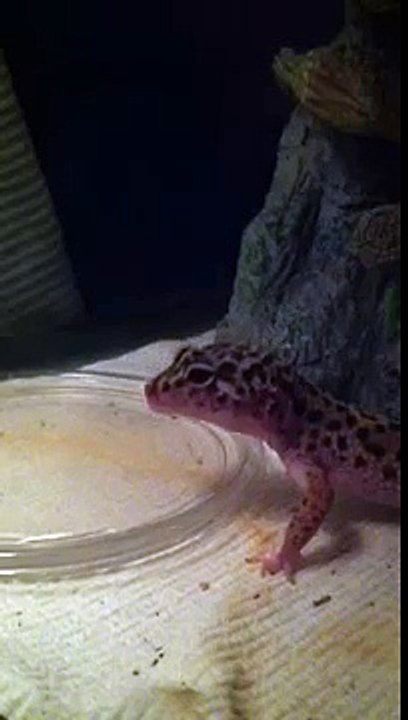 Leopard gecko drinking like a dog LOL