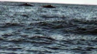 Humpback Whale Tail Slap  in Slow Motion www.bellamisty.com