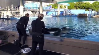 Caring for Tilikum The Killer Whale - SeaWorld® -