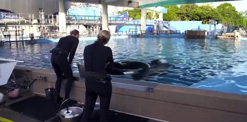 Caring for Tilikum The Killer Whale - SeaWorld® -