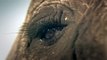 Animal Planet ''Sorprendentemente humano'' Promo Discovery Max (Elefante)