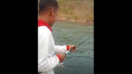 mancing ikan buntal atau ikan kembung