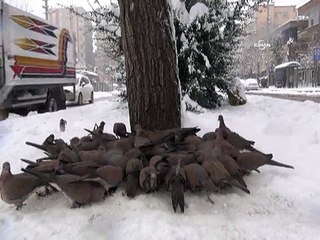 Aç kalan kumruların yem mücadelesi