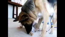 Funny Baby Steals Dog's Treat