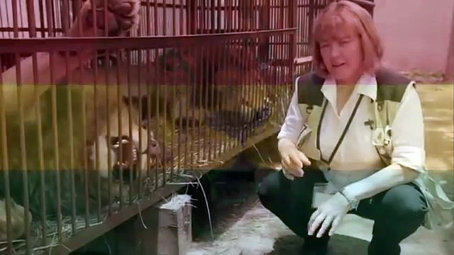 Les tendres retrouvailles de deux lions sauvés d'une mort certaine