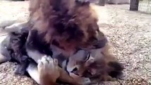 Pancho et Temuco, deux lions de cirque secourus par l'organisation Animal Defenders International (ADI), ont visiblement été très heureux de se retrouver.