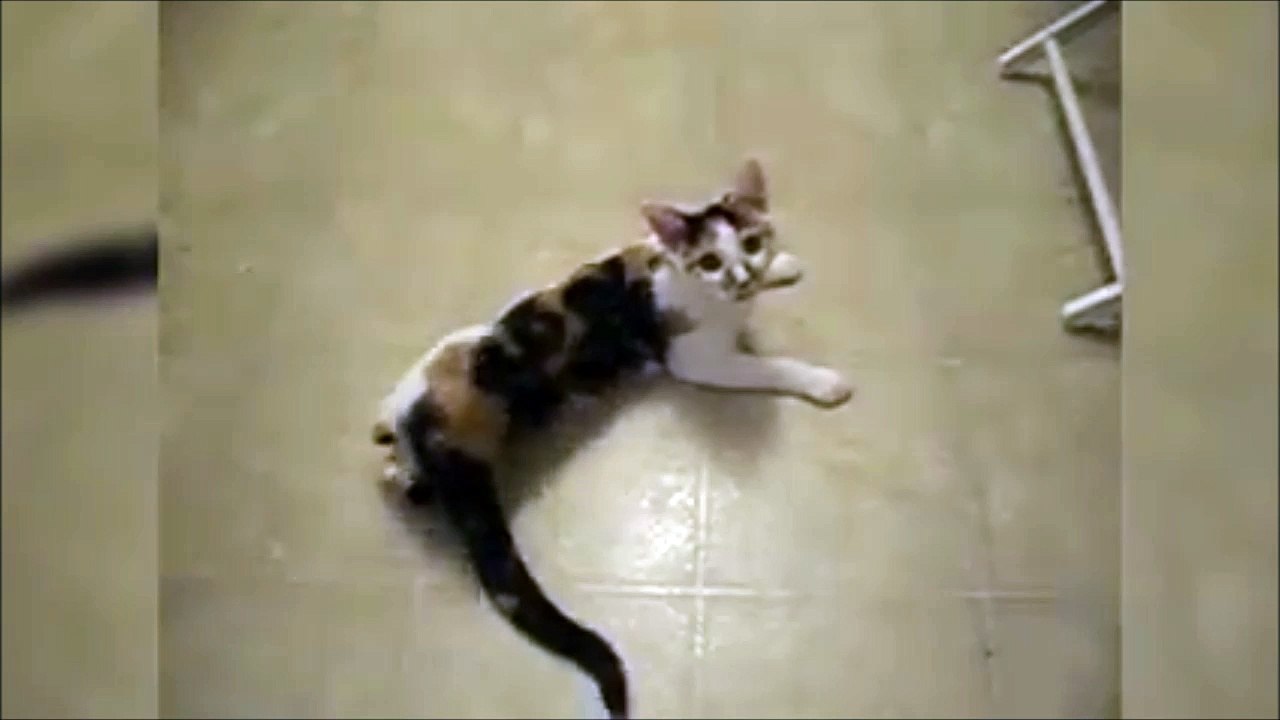 Un chat qui adore parler avec sa maitresse