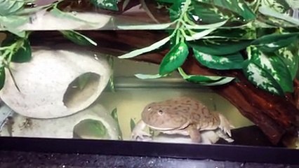 Un crapaud mange un rat vivant. DIngue