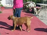 VIP Köpek Eğitim Okulu ve Köpek Oteli, Ankara - Golden Retriever Karamel Temel İtaat Adaptasyonu