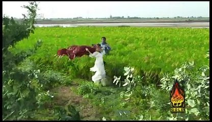 Paraai Dhee 'Saraiki Movie' 13_14