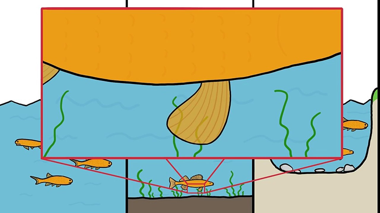 Which Fish Did We Evolve From-
