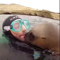 Attaque de phoques sur des plongeurs.... L'attaque la plus adorable qui soit