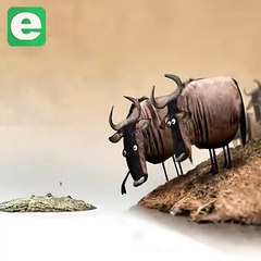 Newc Funny Video|Educational Video for All|Children Best Funny and learning video cartoons