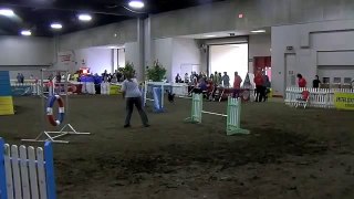 10/13/2011: Driven, USDAA Nationals, PVP Standard 16