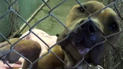 E' stata tenuta legata senza cibo ne acqua per tanto tempo. Ecco la sua trasformazione.