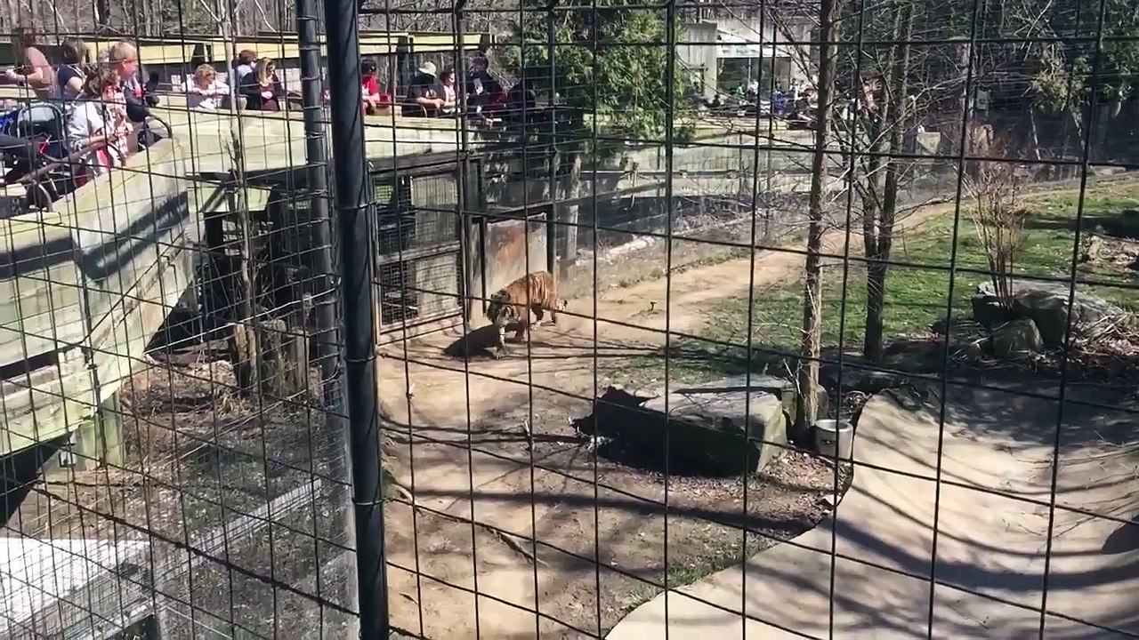 Elle descend dans la fosse du tigre pour récupérer son chapeau